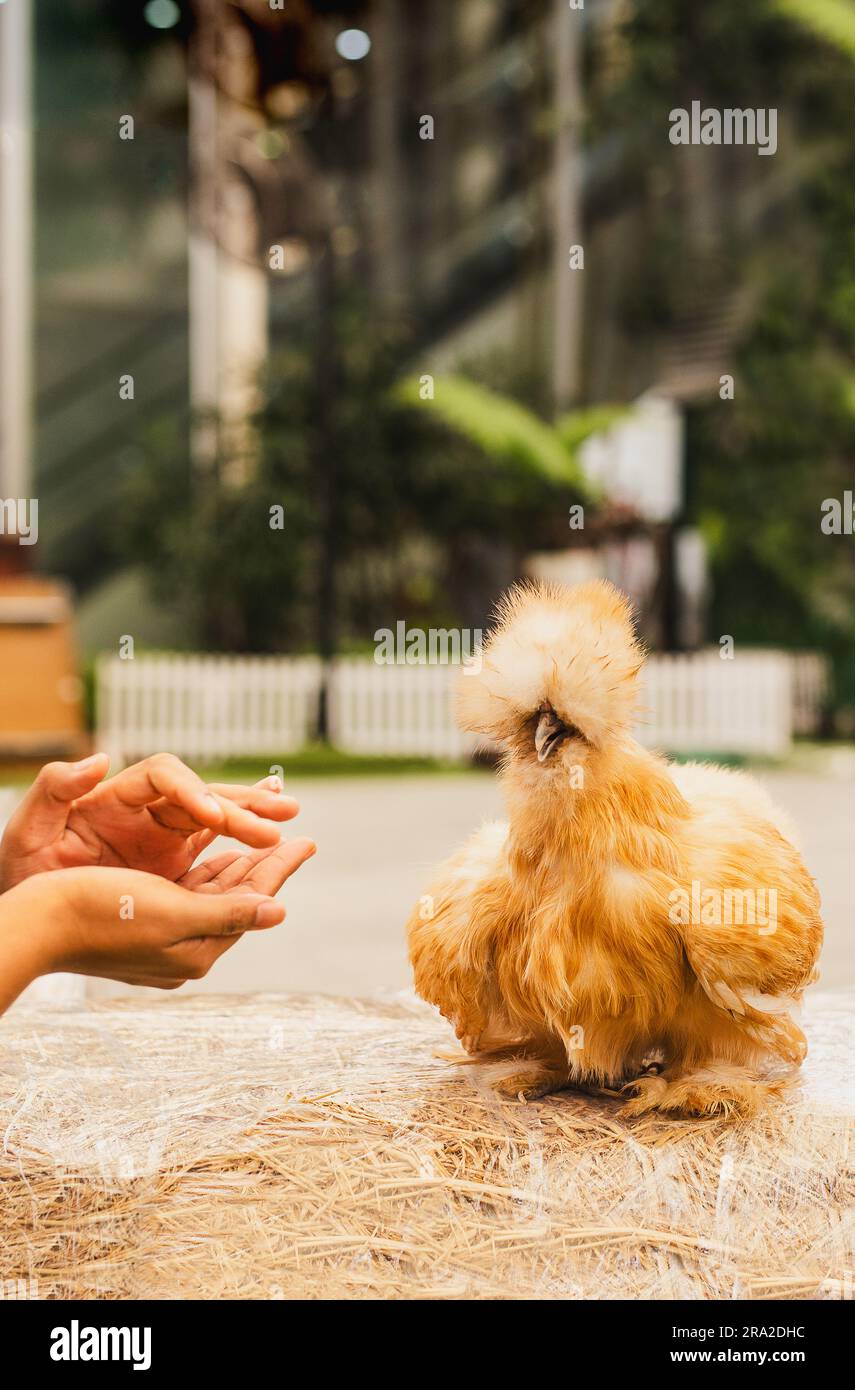 Donna che allatta a mano pollo marrone Silky che cammina in giardino. Foto Stock