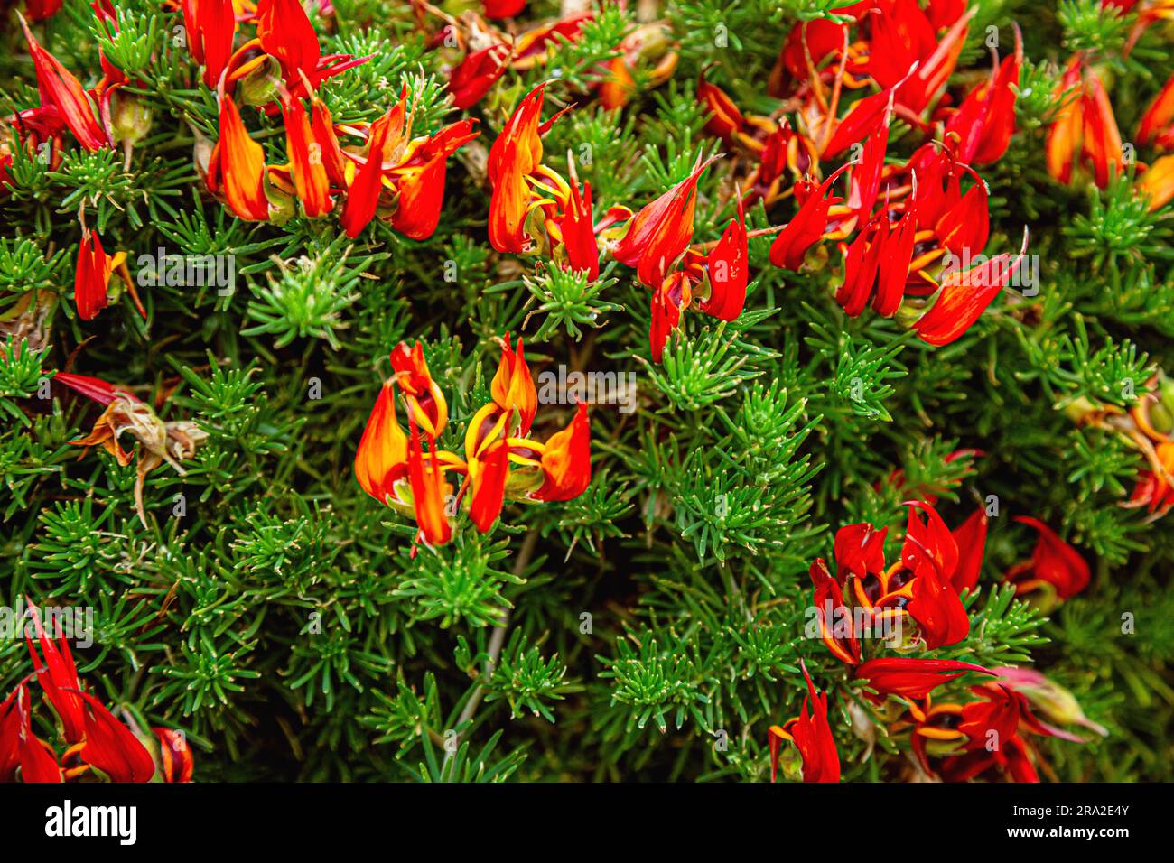 Il becco di Lotus berthelotii Parrot, il becco di Pelican, la gemma di Corallo, il fiore di vite di Lotus è una pianta perenne. Bellissima pianta di fiori di Lotus Berthelotii con una goccia d'acqua all'interno da vicino. Foto Stock