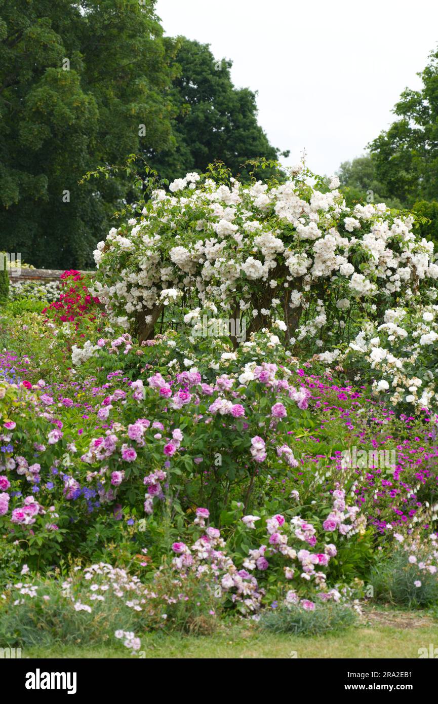 Giardino estivo confine fiorito con rosa aggrovigliata Rosa Adelaide d'Orléans altre rose, gerani e rosa a Mottisfont Abbey Hampshire UK giugno Foto Stock