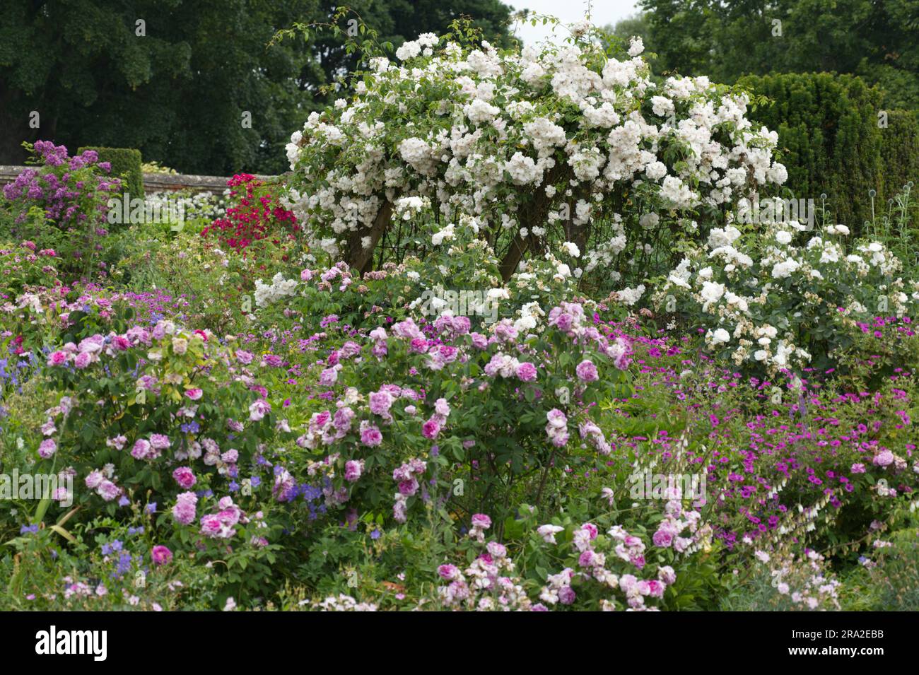 Giardino estivo confine fiorito con rosa aggrovigliata Rosa Adelaide d'Orléans altre rose, gerani e rosa a Mottisfont Abbey Hampshire UK giugno Foto Stock