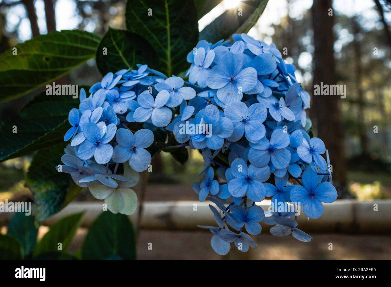 Hydrangea a Moc Chau Foto Stock