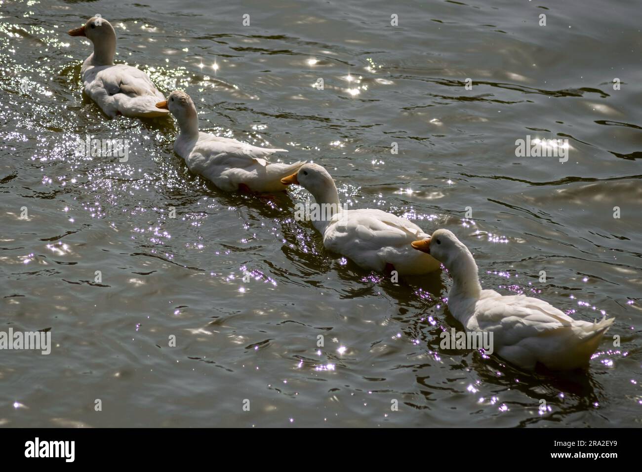 Anatre di fila in acqua. Anatra bianca nell'acqua del lago. Visualizzazione della disciplina per uccelli. Foto Stock