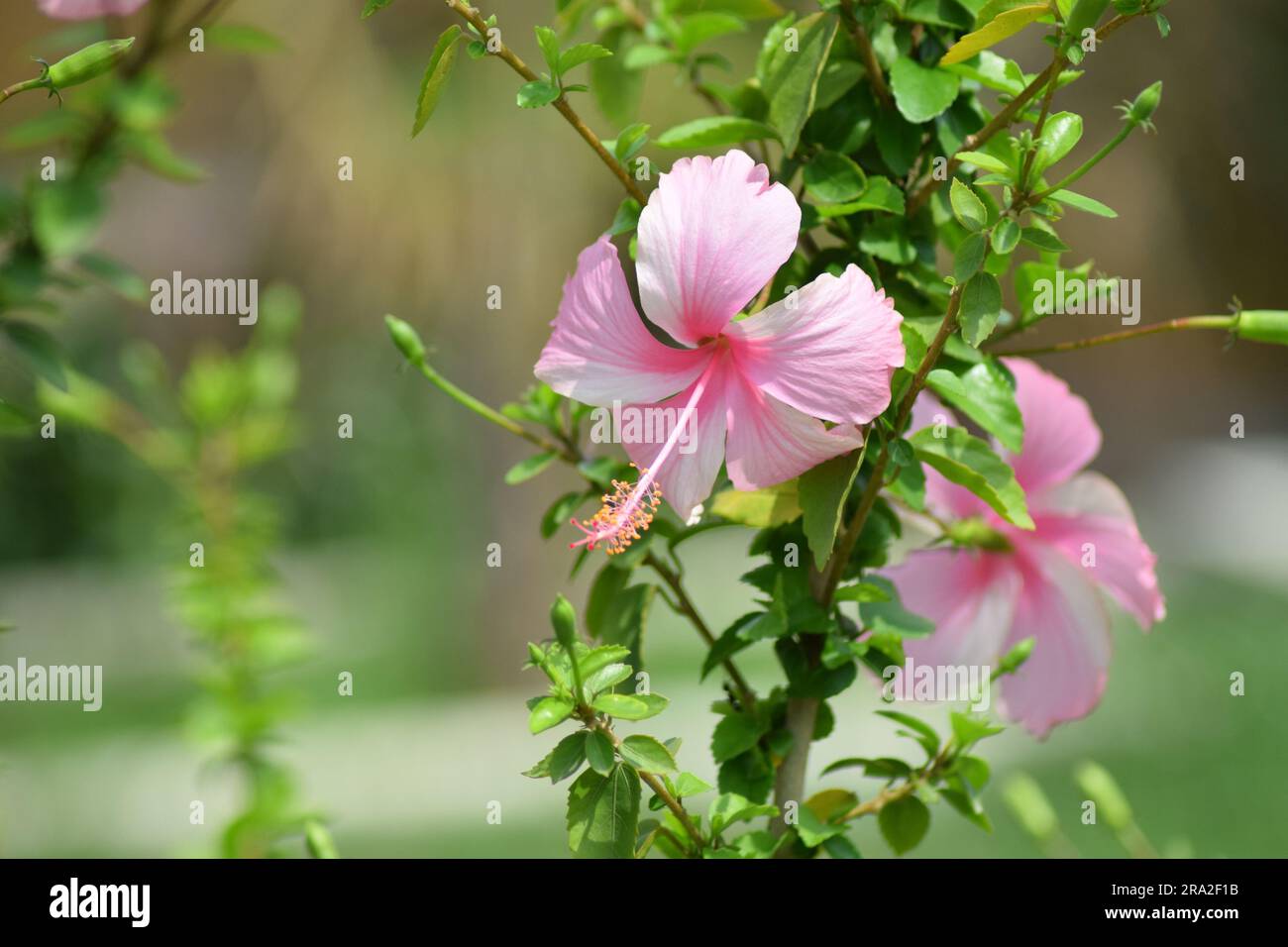 Fiori di ibisco in giardino. Il fiore di ibisco rosa fiorisce nella stagione primaverile. Piante Evergreen. Foto Stock