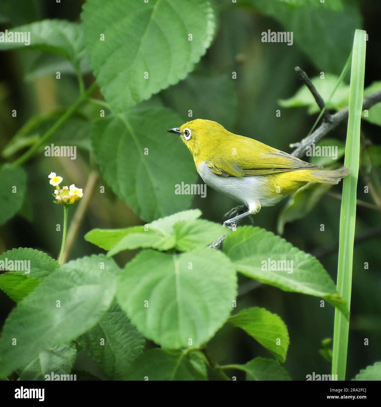 Uccello indiano con occhio bianco che tiene d'occhio tra le foglie Foto Stock