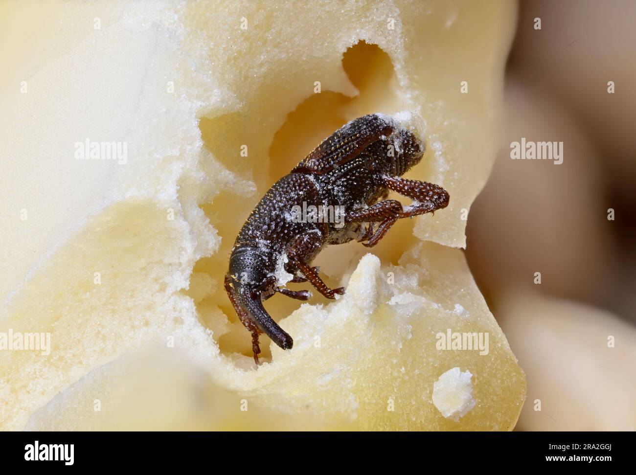 Granaio Weevil (Sitophilus granarius) anche grano / grano Weevil. Trovato un esemplare morto all'interno di un ceci imbevuto. lunghezza c4mm Foto Stock