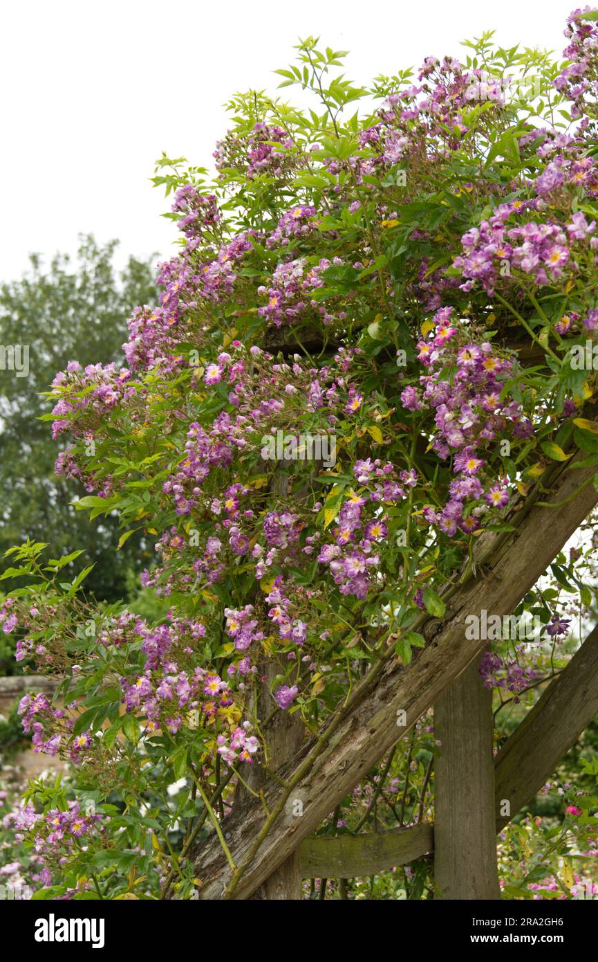 Gruppo di rose viola estive Rosa VEILCHENBLAU nel giardino britannico di giugno Foto Stock