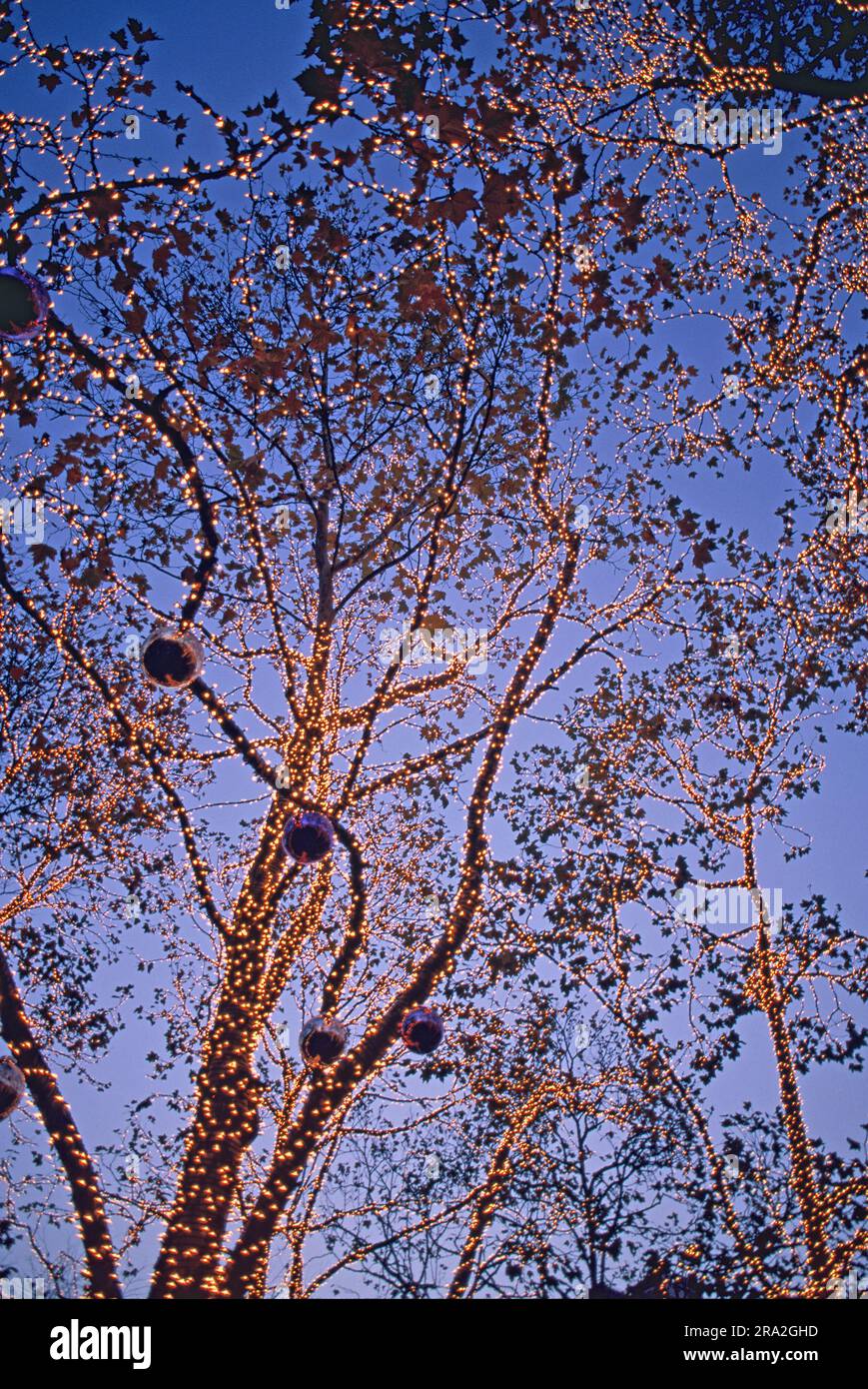 Albero illuminato, Central Park, New York, USA Foto Stock