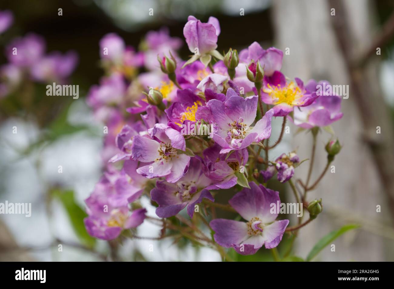 Gruppo di rose viola estive Rosa VEILCHENBLAU nel giardino britannico di giugno Foto Stock