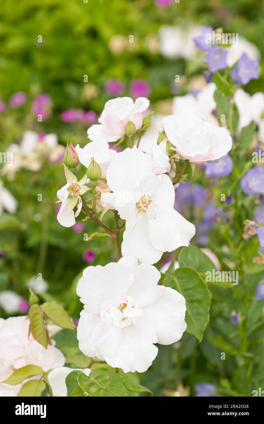 Fiori estivi rosa pallido di rosa bourbon souvenir de St Anne's nel giardino britannico di giugno Foto Stock