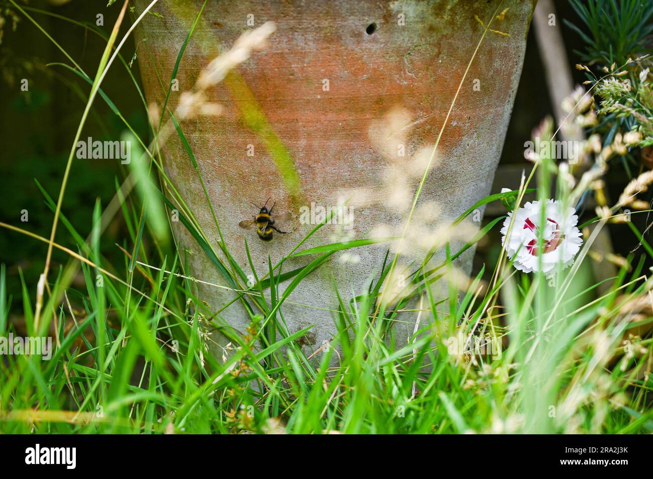 Un prato erboso a cui è stato permesso di crescere in modo naturale e non tagliato o tagliato per aiutare l'ambiente e incoraggiare gli insetti Foto Stock