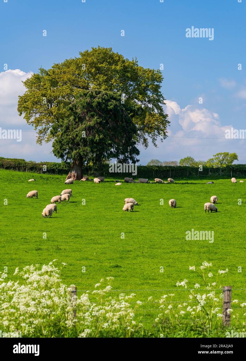 Gregge di pecore e agnelli che pascolano nelle praterie e nei prati vicino a Welsh Frankton nello Shropshire Foto Stock