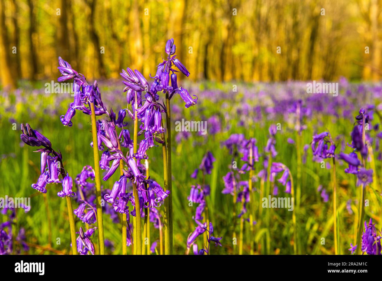 Francia, somme, Crécy-en-Ponthieu, Fôret de Crécy, Hyacinth di legno (Hyacinthoides non-scripta), Giacinto selvatico Foto Stock