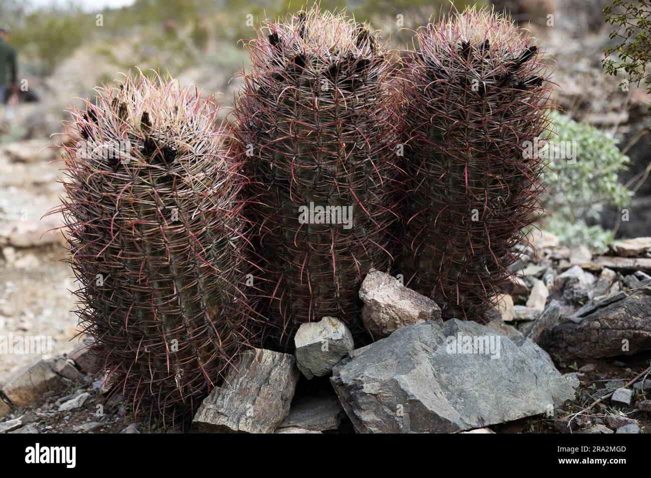 Un'immagine di un cactus a tre punte in un paesaggio desertico Foto Stock