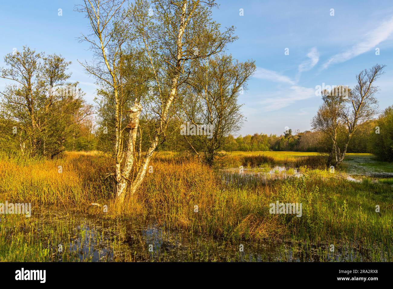 Francia, Pas-de-Calais, Merlimont, riserva biologica di Merlimont gestita dall'ONF, questa riserva biologica è solitamente chiusa al pubblico. Si compone di una pianura allagata in inverno e in primavera, tra due cinture di dune e forma un biotopo con una biodiversità molto ricca. I buchi delle bombe della seconda guerra mondiale sono diventati stagni preziosi. Foto Stock