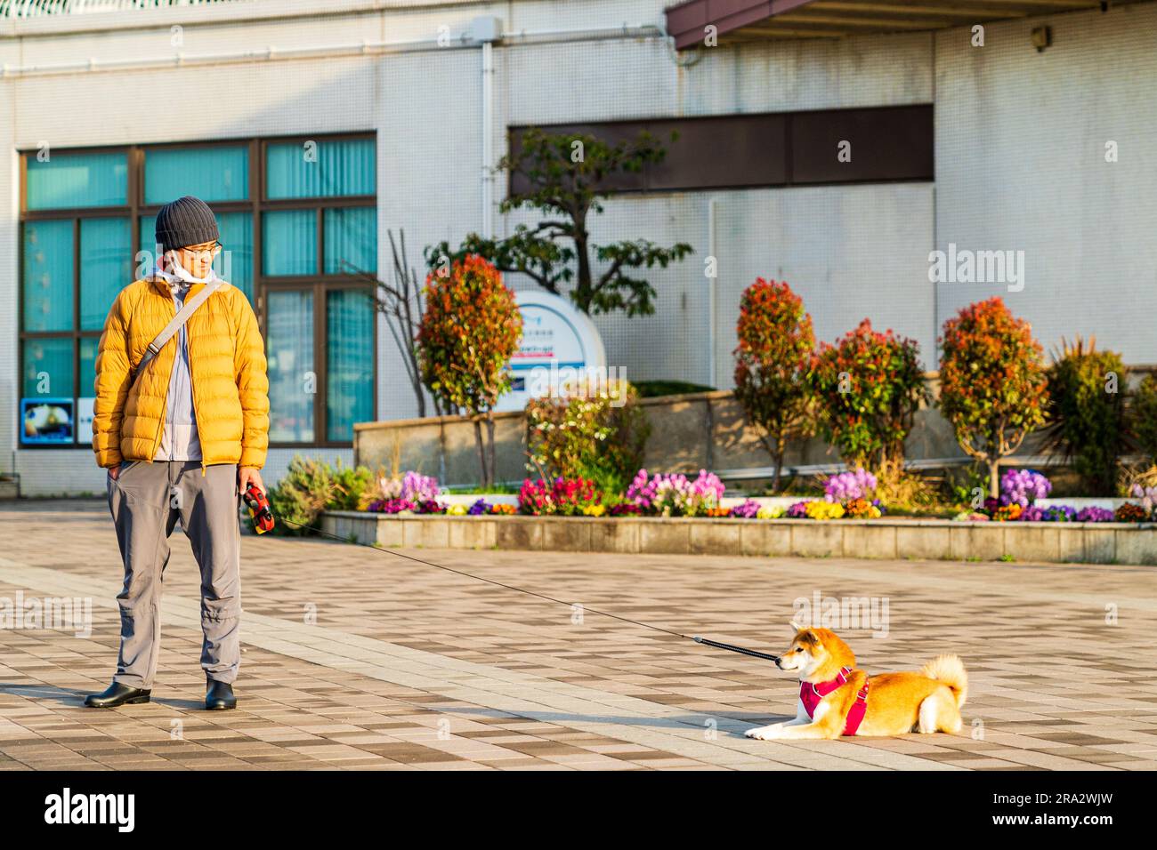 Un giapponese di prima mattina che cerca di camminare con un cane che si rifiuta, semplicemente seduto a terra all'esterno dell'edificio a Meriken Park, Kobe, Giappone. Foto Stock