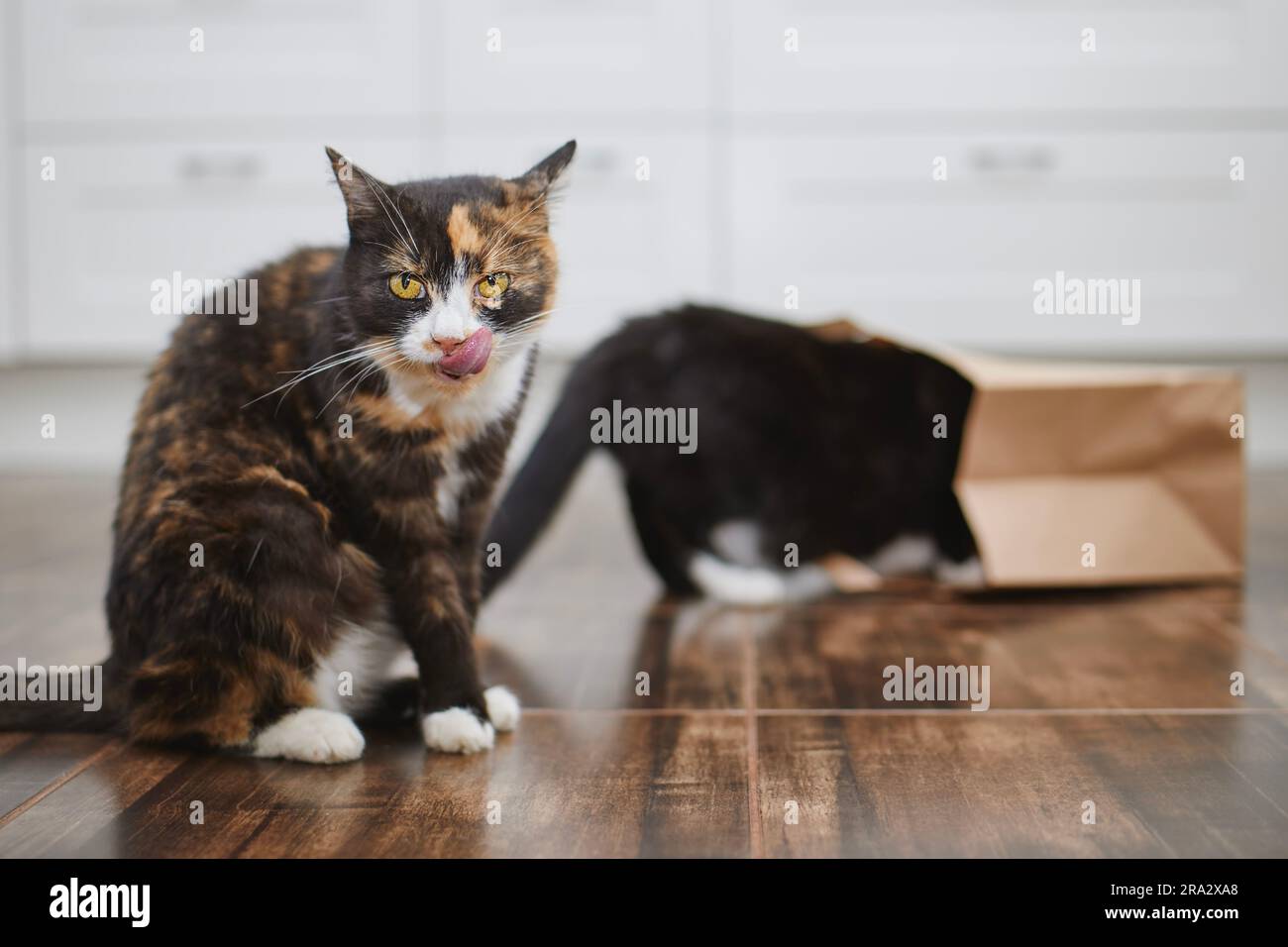 Vita domestica con animali domestici. Due gatti cattivi e curiosi da soli nella cucina di casa. Tabby Cat si sta leccando e il secondo sta guardando nel sacchetto della spesa di carta. Foto Stock