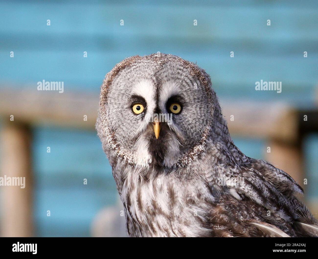 Grande gufo grigio ritratto Foto Stock