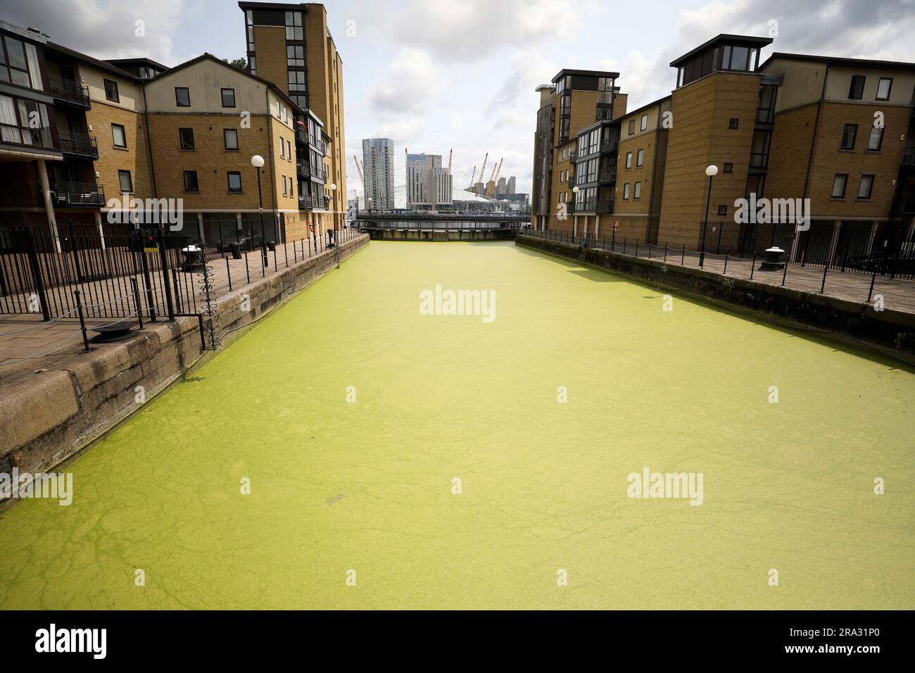 LONDRA, 30 giugno 2023 (Xinhua) - questa foto scattata il 29 giugno 2023 mostra una sezione del Tamigi coperta da anatra galleggiante a Londra, in Gran Bretagna. (Xinhua/li Ying) Foto Stock