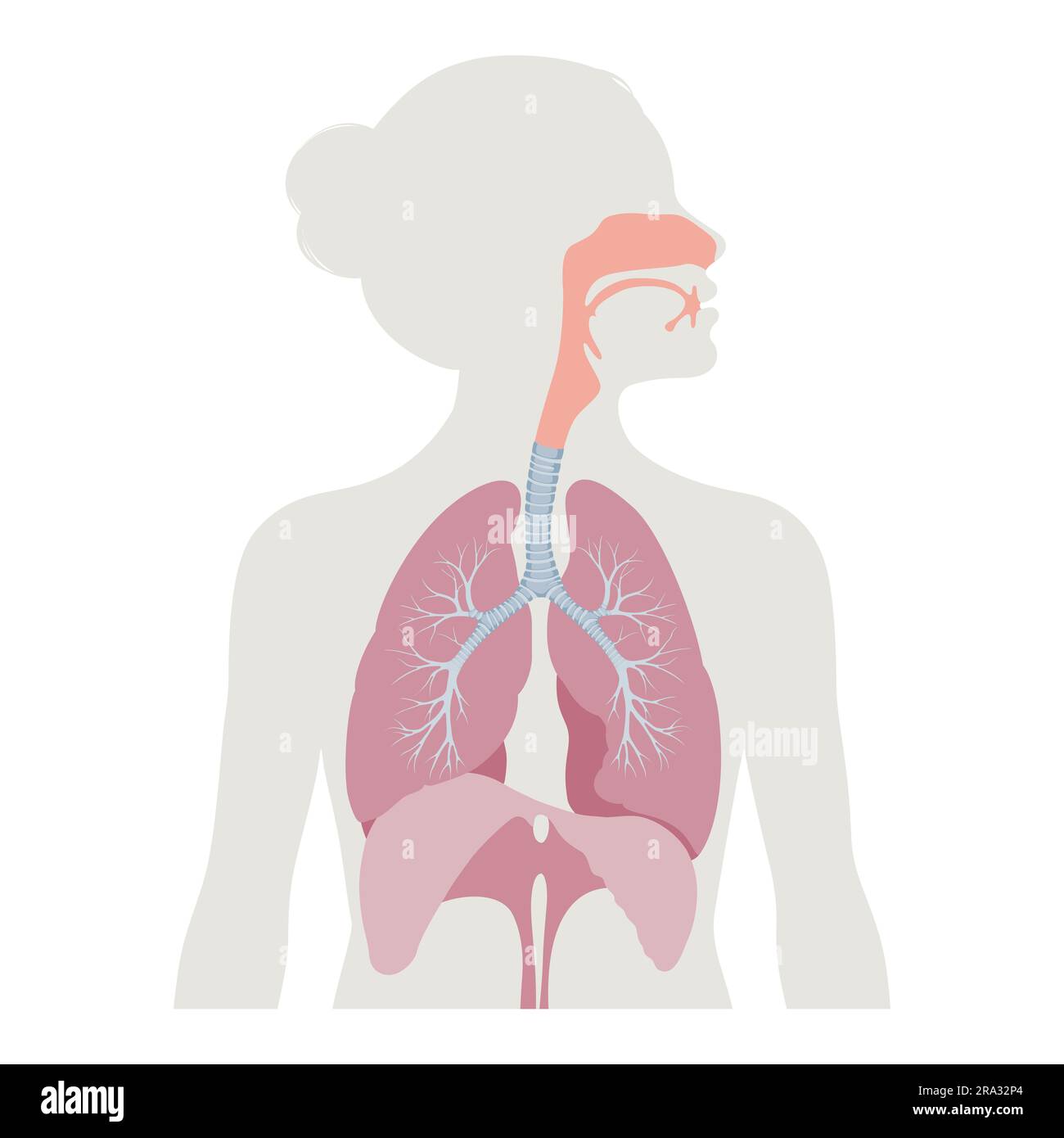 Illustrazione del sistema respiratorio Foto Stock