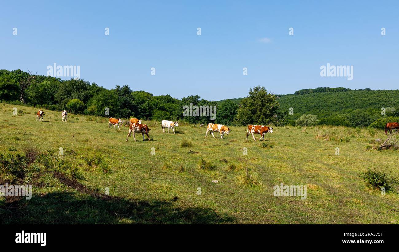 Allevamento di mucche nel paesaggio di Viscri Romania Foto Stock