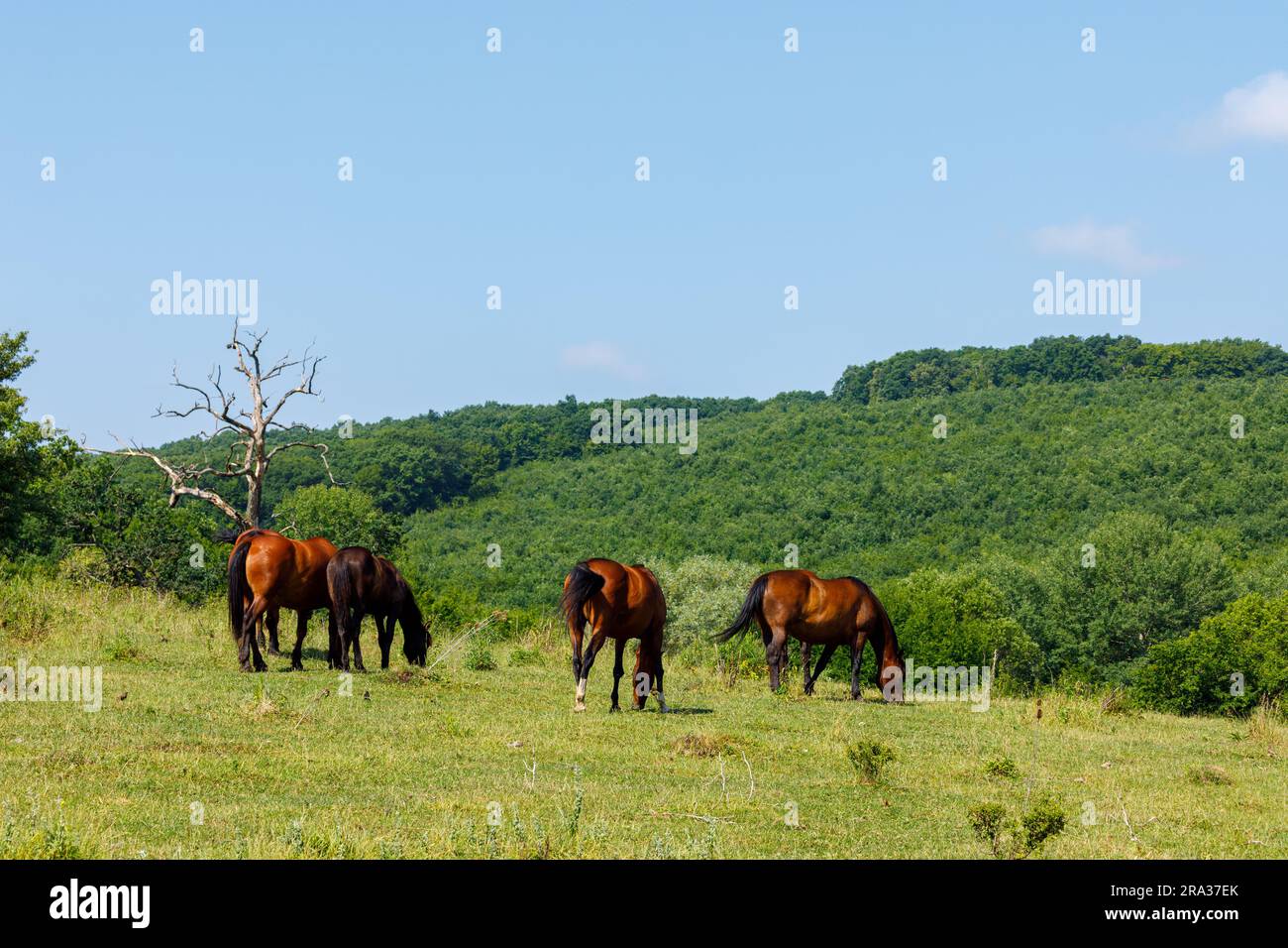 Allevamento di cavalli nel paesaggio di Viscri Romania Foto Stock