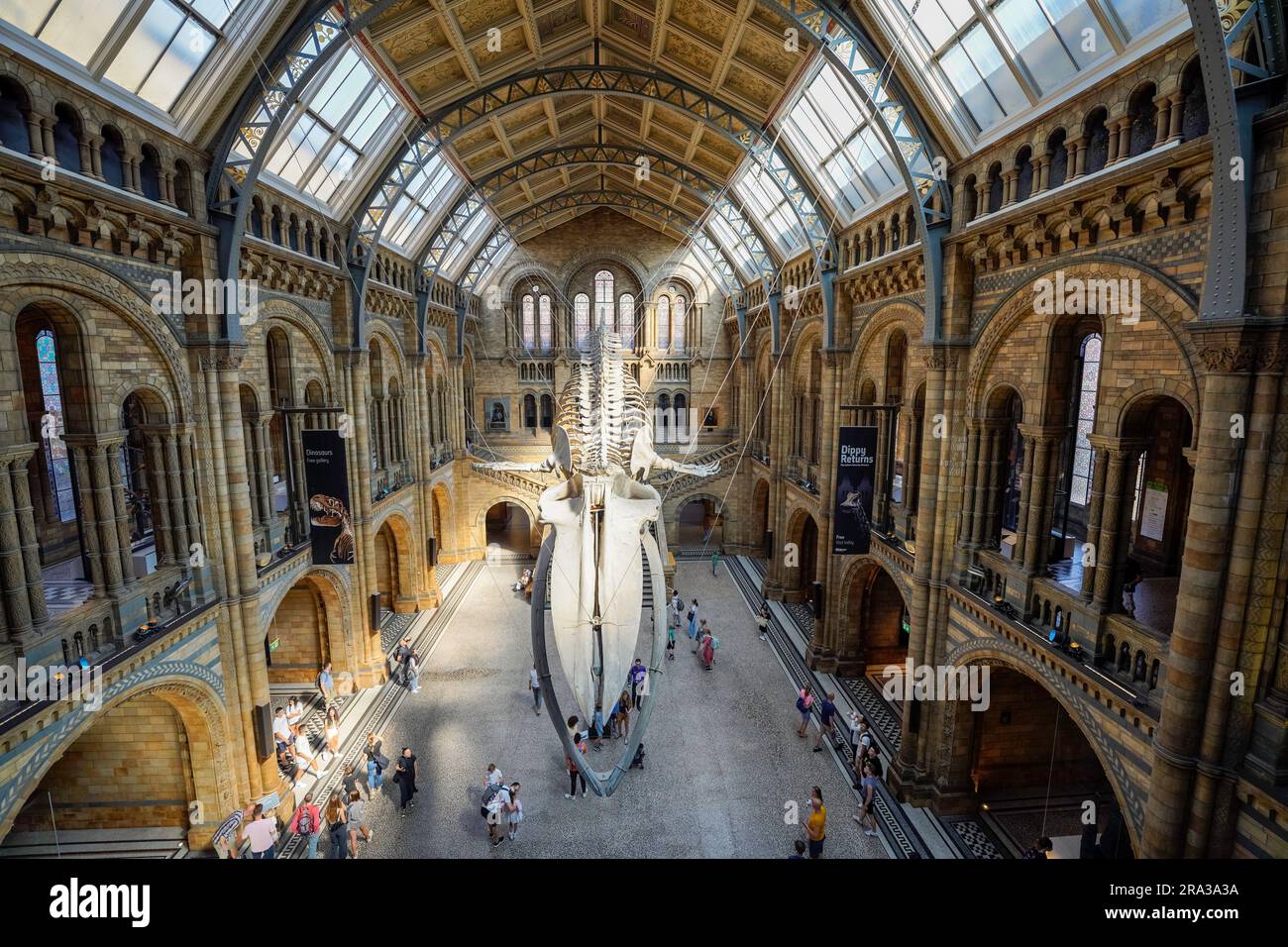 Museo di storia naturale di Londra, interno del museo. Hope, lo scheletro di balena blu è lungo 82 metri e si trova nella Hintze Hall, una delle mete preferite per le foto. Foto Stock