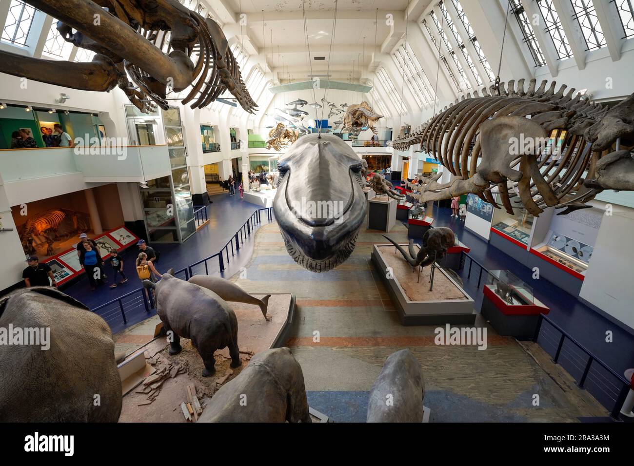 Museo di storia naturale di Londra, interno del museo. La mostra mostra mostra un grande modello di balena appeso al soffitto e agli ippopotami. Museo adatto alle famiglie. Foto Stock