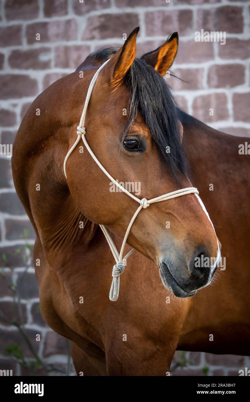 Ritratto di uno splendido cavallo da guerra della baia di fronte a una stonewall all'ora dell'oro. Macchie solari sulla testa. Foto Stock