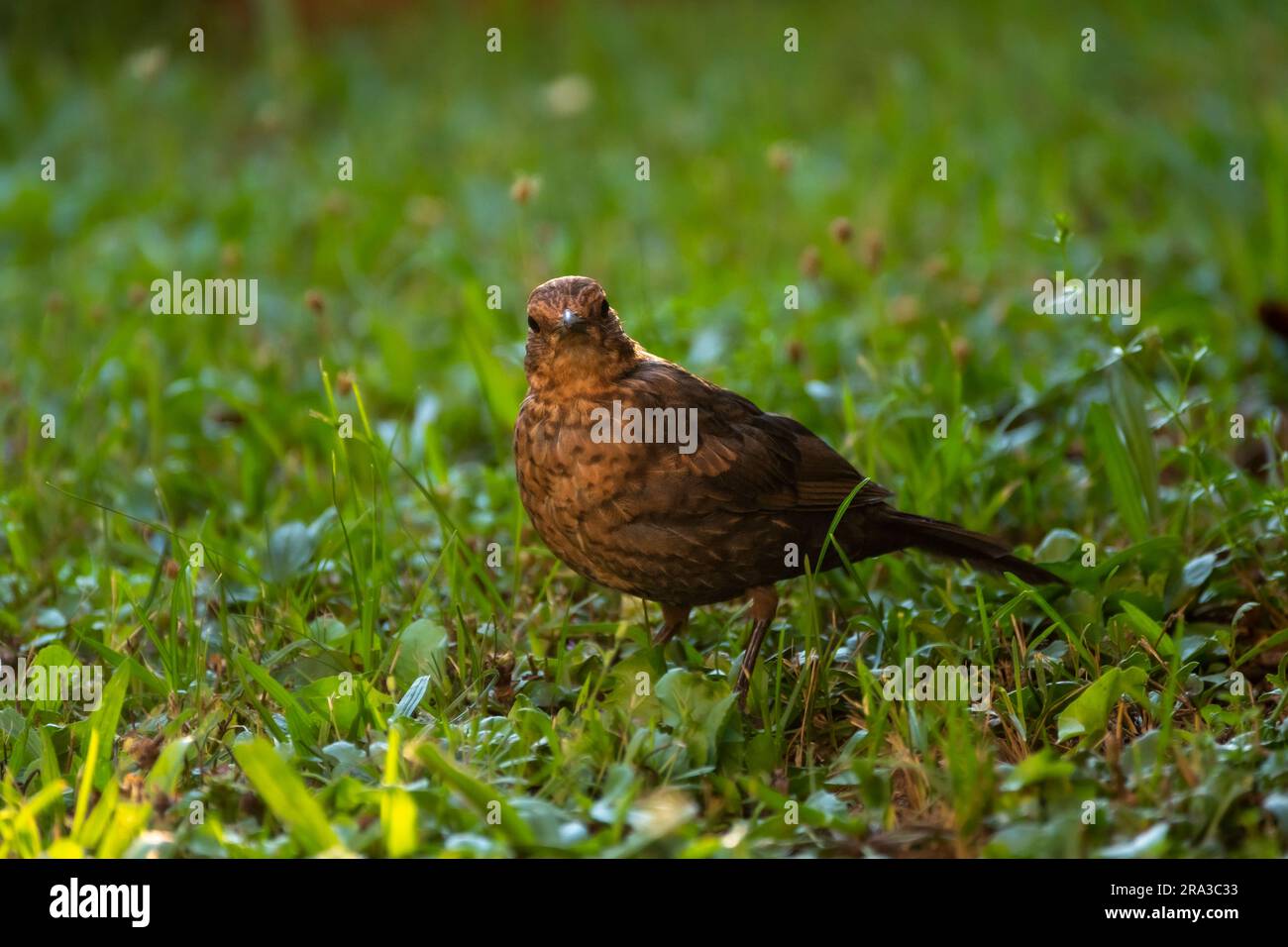 Una femmina di merluzzo (Turdus merula), seduta nell'erba e in cerca di cibo. Foto Stock