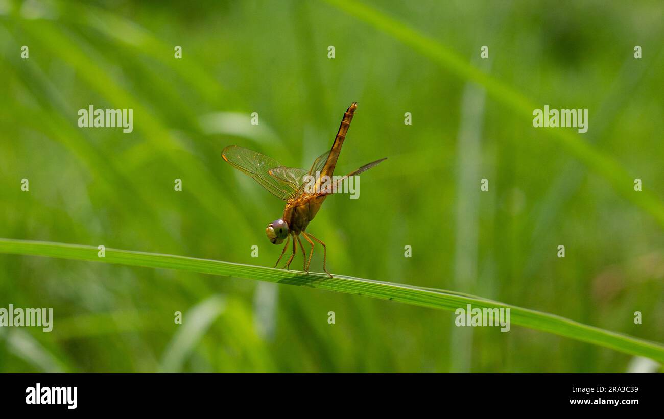 Foto macro di una libellula sull'erba Foto Stock