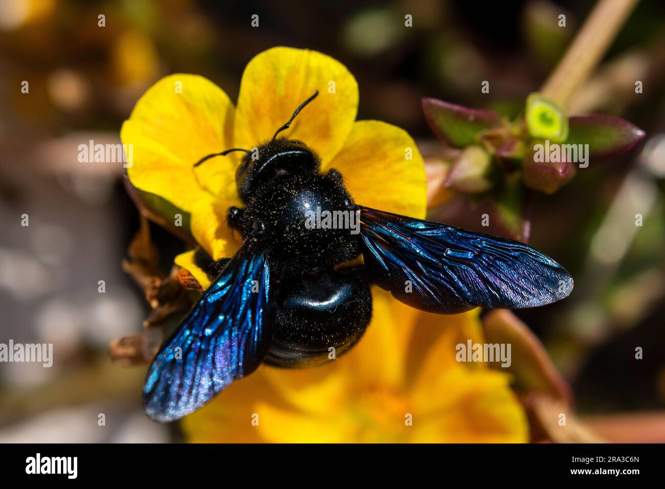 Un'ape da falegname viola (Xylocopa violacea) su una rosa di muschio giallo (Portulaca grandiflora). Foto Stock