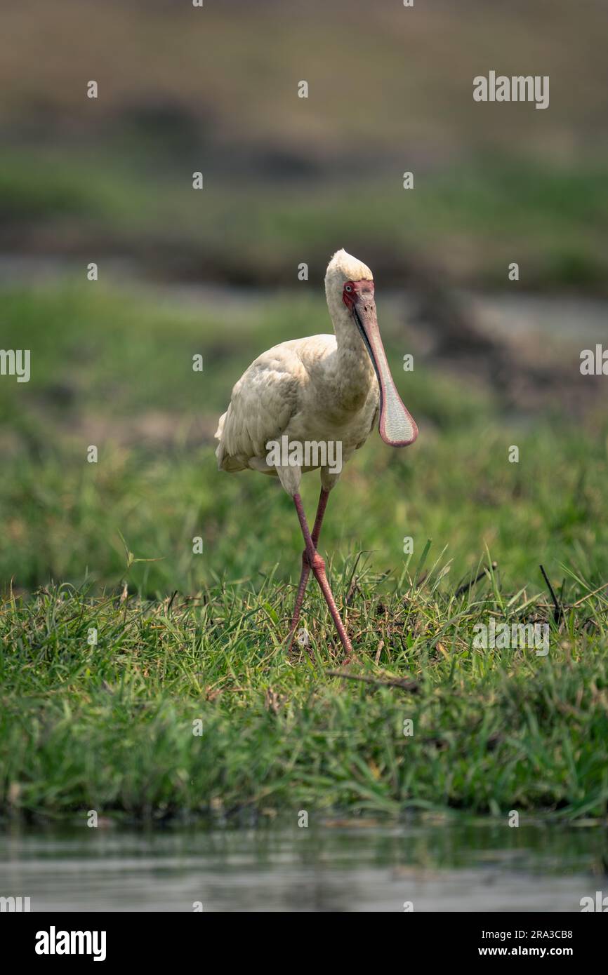 Il cucchiaio africano attraversa l'erba sulla riva del fiume Foto Stock