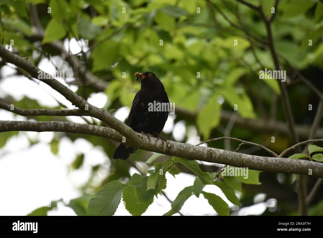 Male Common Blackbird (Turdus merula) arroccato su un ramo di albero, Head Turned to Left of Image, con Beak Full of Food, scattato nel Regno Unito a giugno Foto Stock