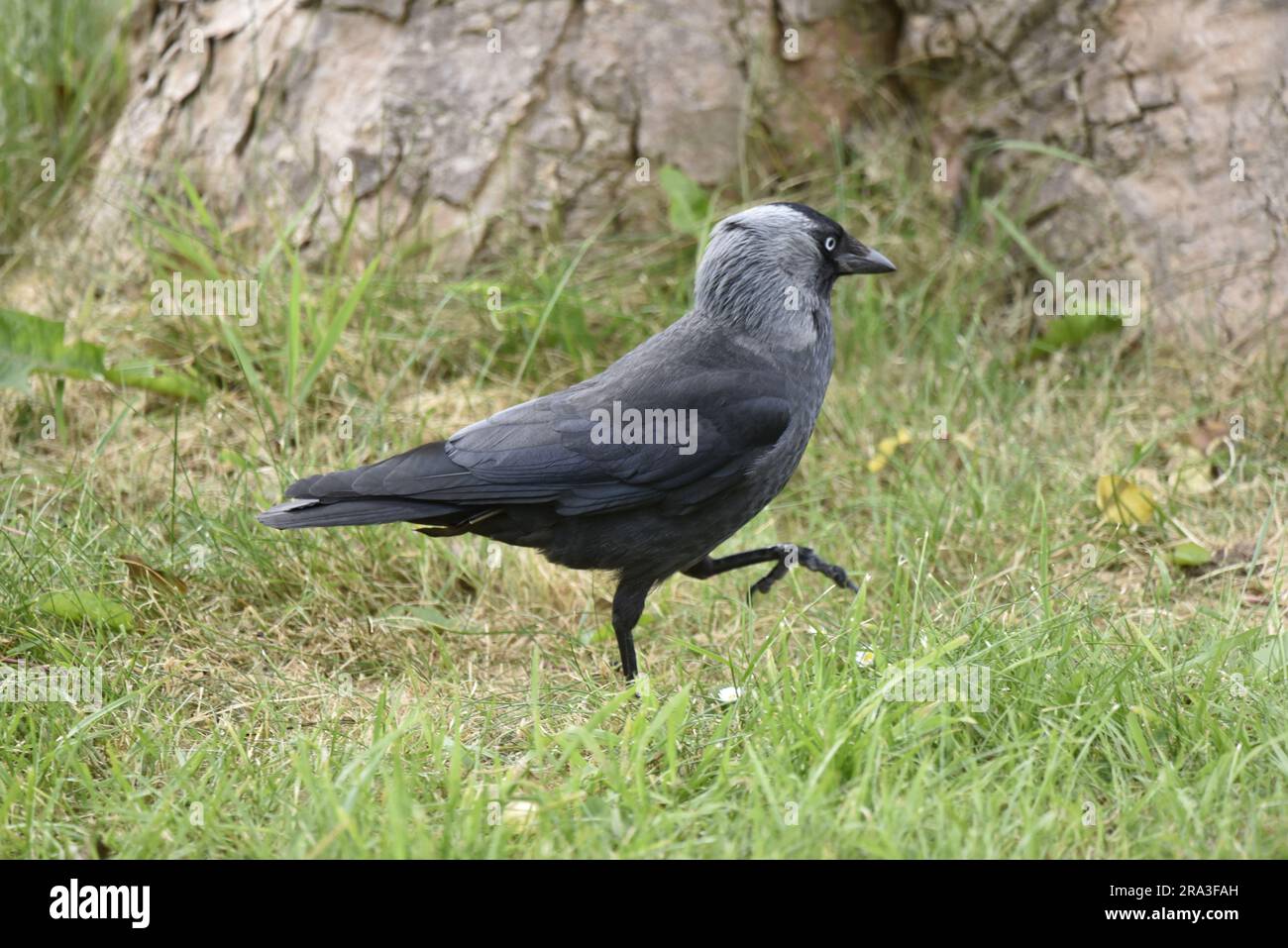 Immagine ravvicinata di una Jackdaw occidentale (Corvus monedula) che cammina da sinistra a destra su Grass, sullo sfondo di un tronco di alberi, scattata sull'Isola di Man, Regno Unito Foto Stock