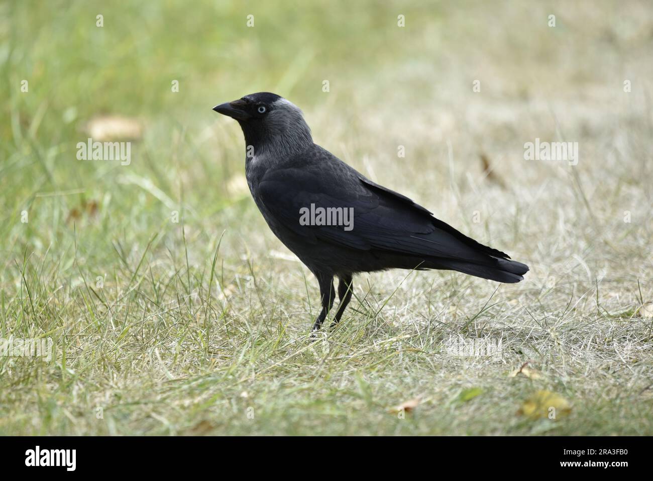Immagine ravvicinata del profilo sinistro di un Western Jackdaw (Corvus monedula) in piedi sull'erba corta sull'Isola di Man, Regno Unito in estate Foto Stock