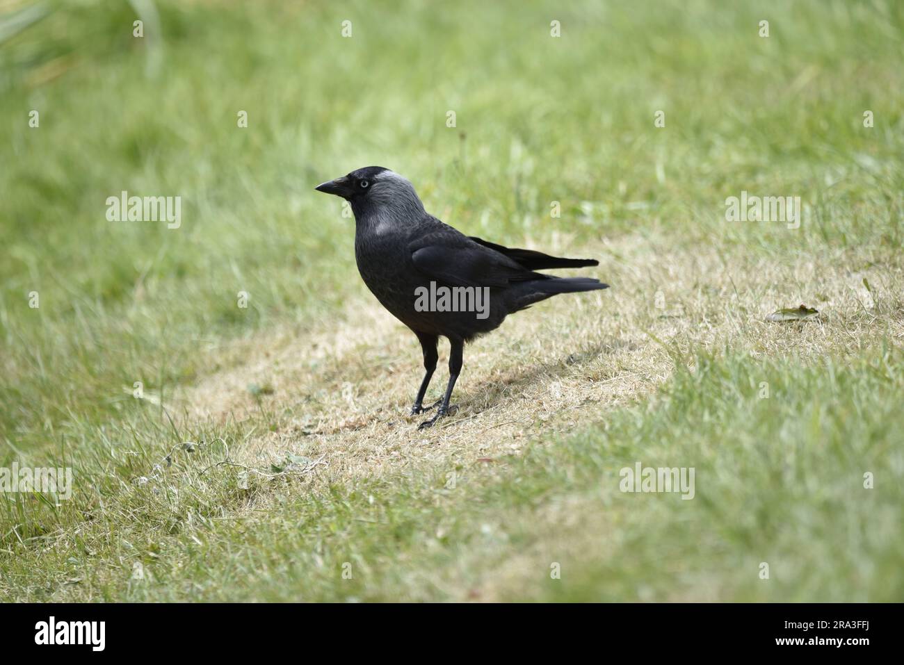 WESTERN Jackdaw (Corvus monedula) in posizione erbosa a profilo sinistro, con Left Eye on camera, presa sull'Isola di Man, Regno Unito in estate Foto Stock