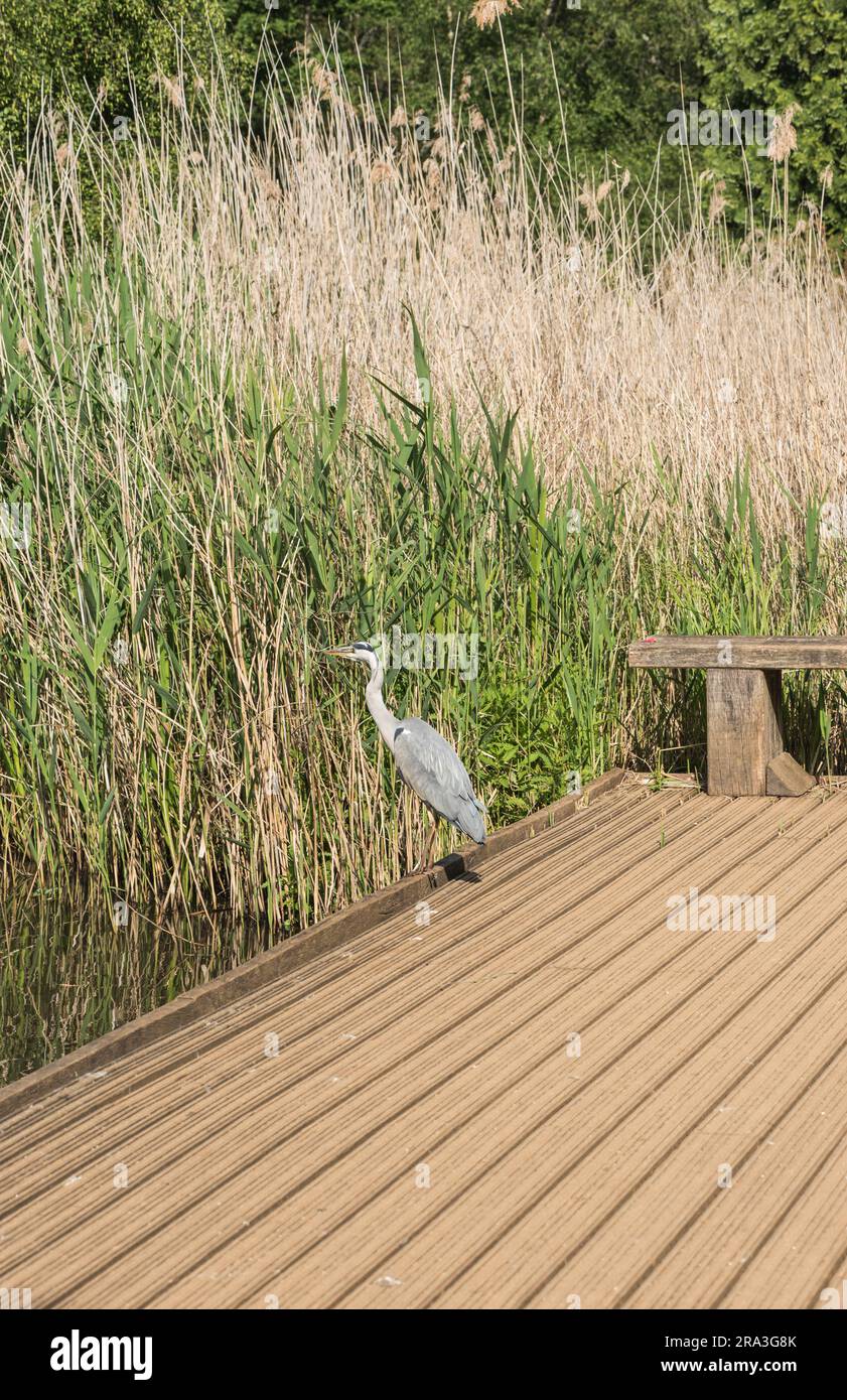 Heron grigio (Ardea cinerea) in piedi sul bordo di uno stagno Foto Stock