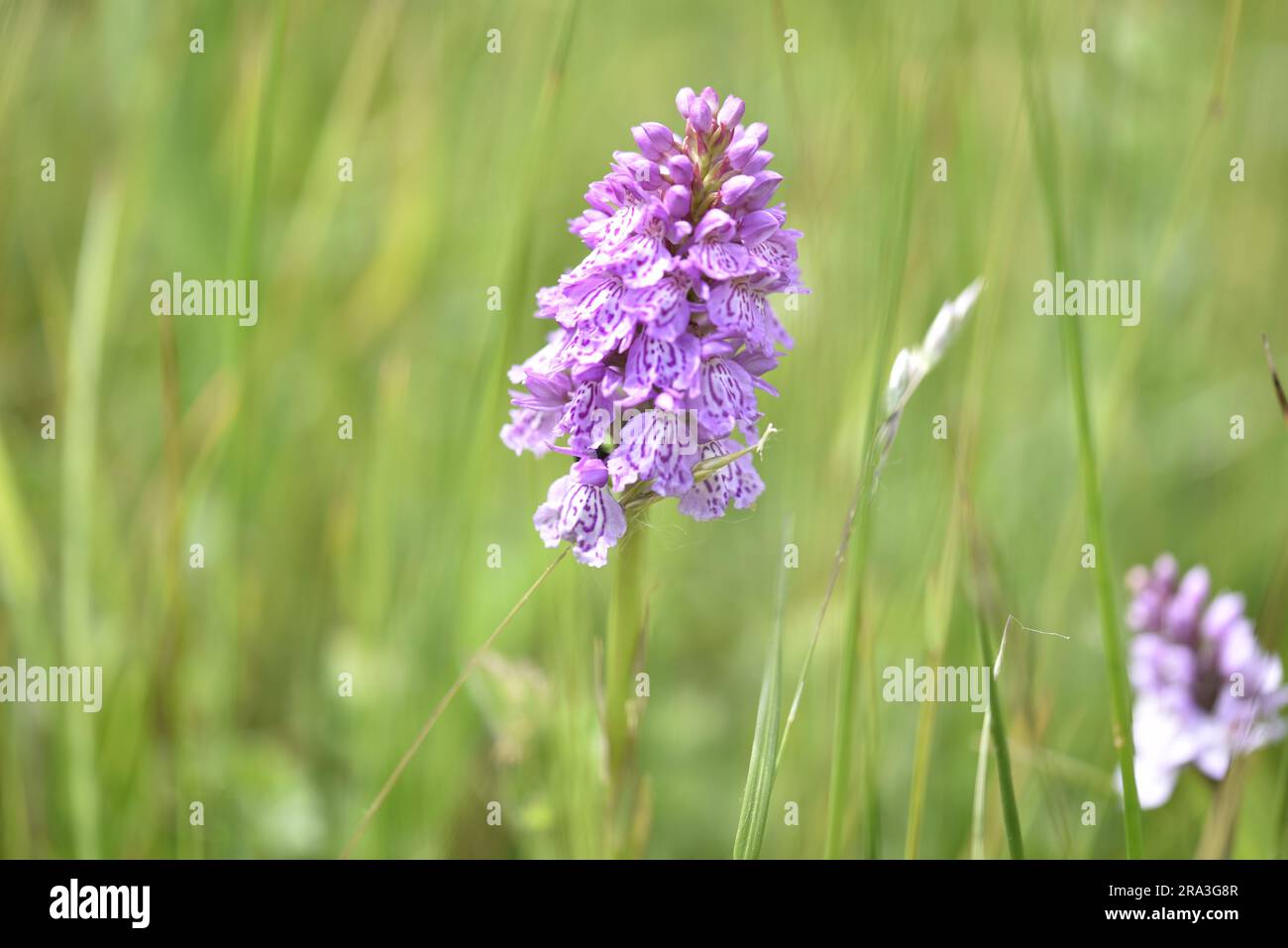 Deep Pink Heath Spotted-Orchid (Dactylorhiza maculagta) immagine in primo piano, su uno sfondo sfocato e soleggiato del prato di fiori selvatici, scattato nel Regno Unito Foto Stock
