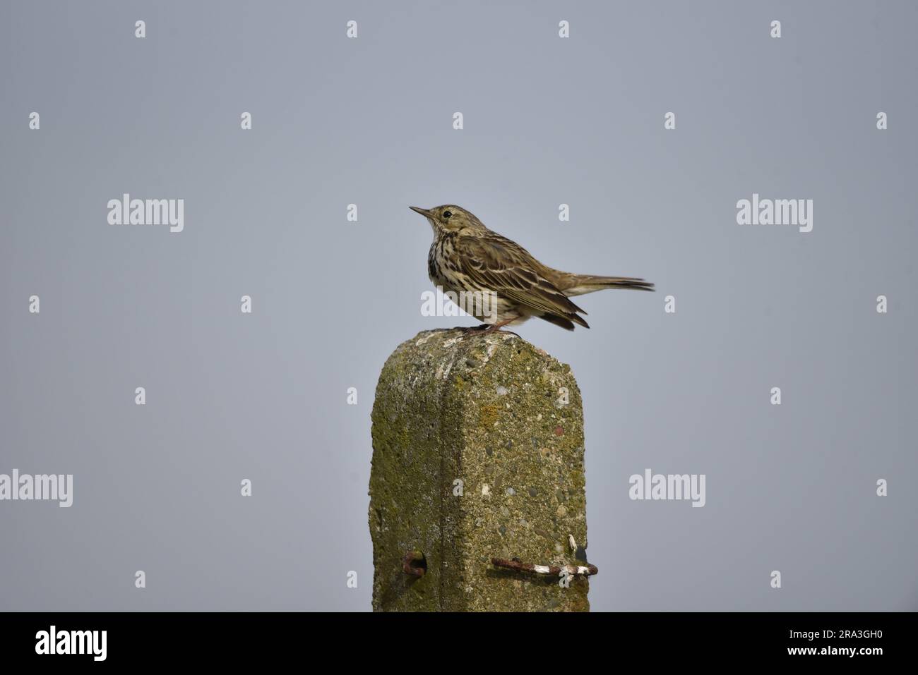 Meadow Pipit (Anthus pratensis) arroccato su Top of a Stone Post guardando Skywards con un occhio illuminato dal sole, su sfondo Blue Sky, preso nel Regno Unito Foto Stock