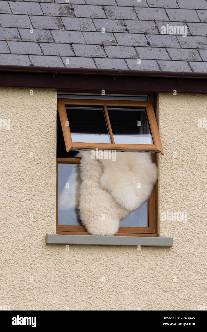 Pulire tappeti in pelle di montone appendendoli fuori dalla finestra - Regno Unito Foto Stock