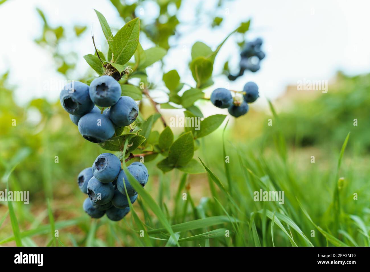 Un ramo di mirtilli maturi su un cespuglio Foto Stock