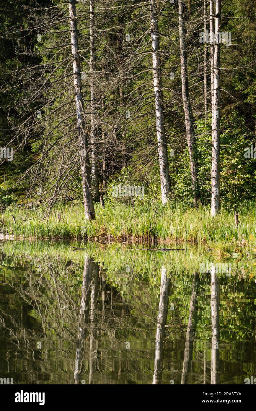 Un piccolo lago in una foresta di abeti, circondato lungo la riva da tronchi di alberi secchi. Foto Stock