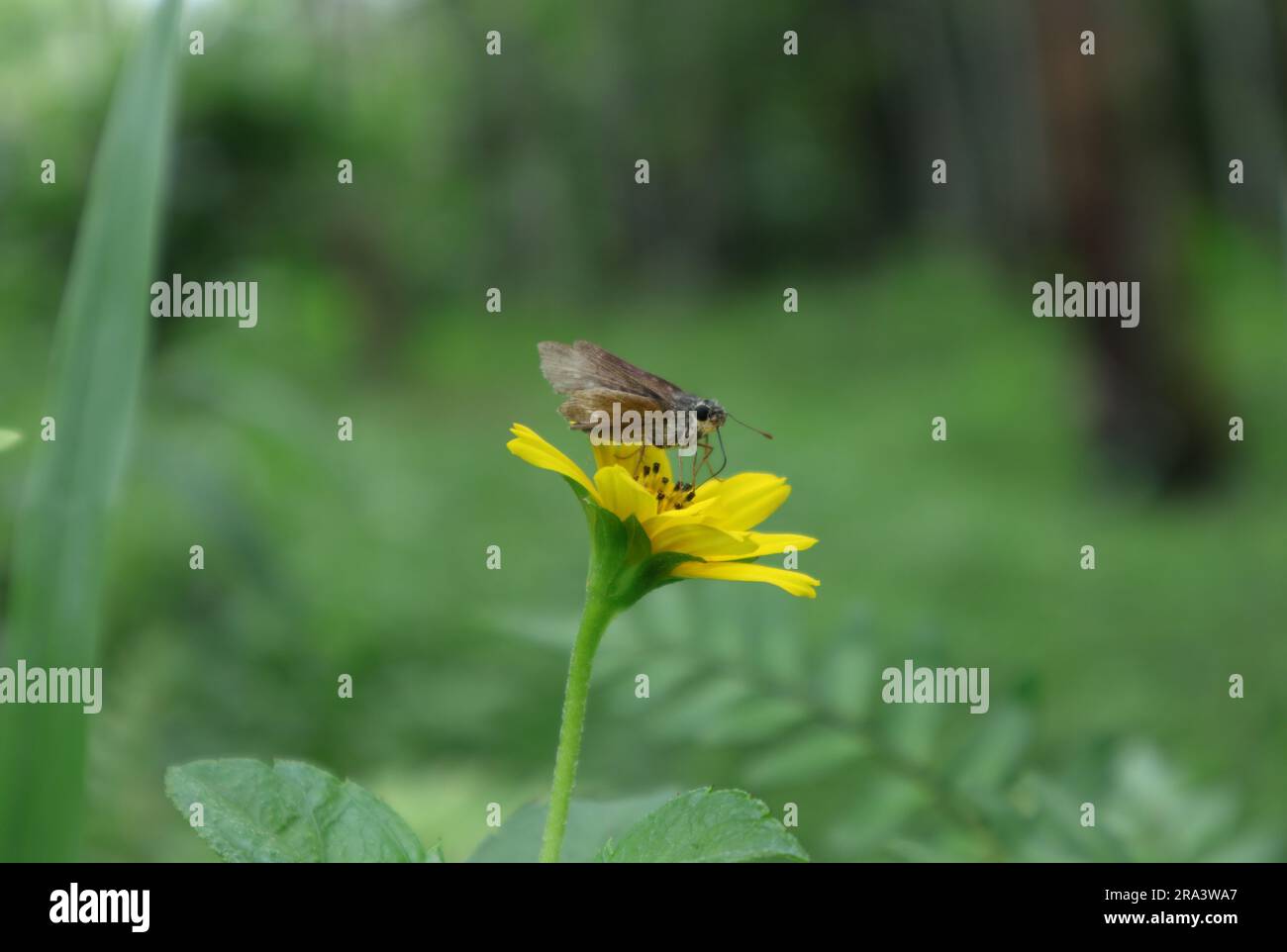 Vista a bassa profondità di campo di una piccola farfalla Branded Swift alla ricerca di nettare da un fiore giallo della margherita di Singapore Foto Stock