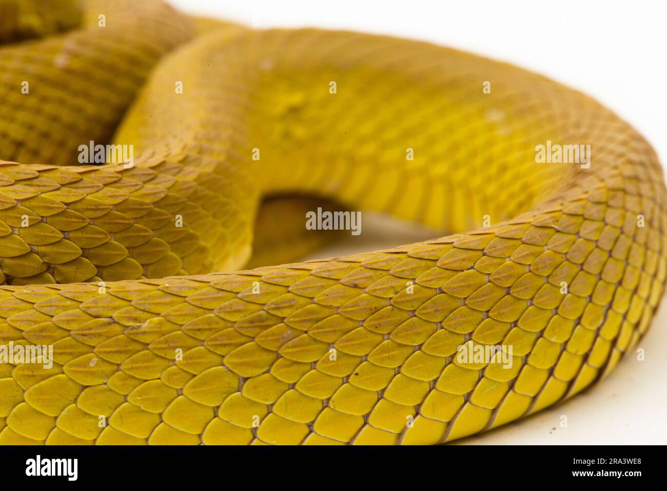 Pitviper giallo dell'isola della Sunda serpente Trimeresurus insularis wetar isolato su sfondo bianco Foto Stock