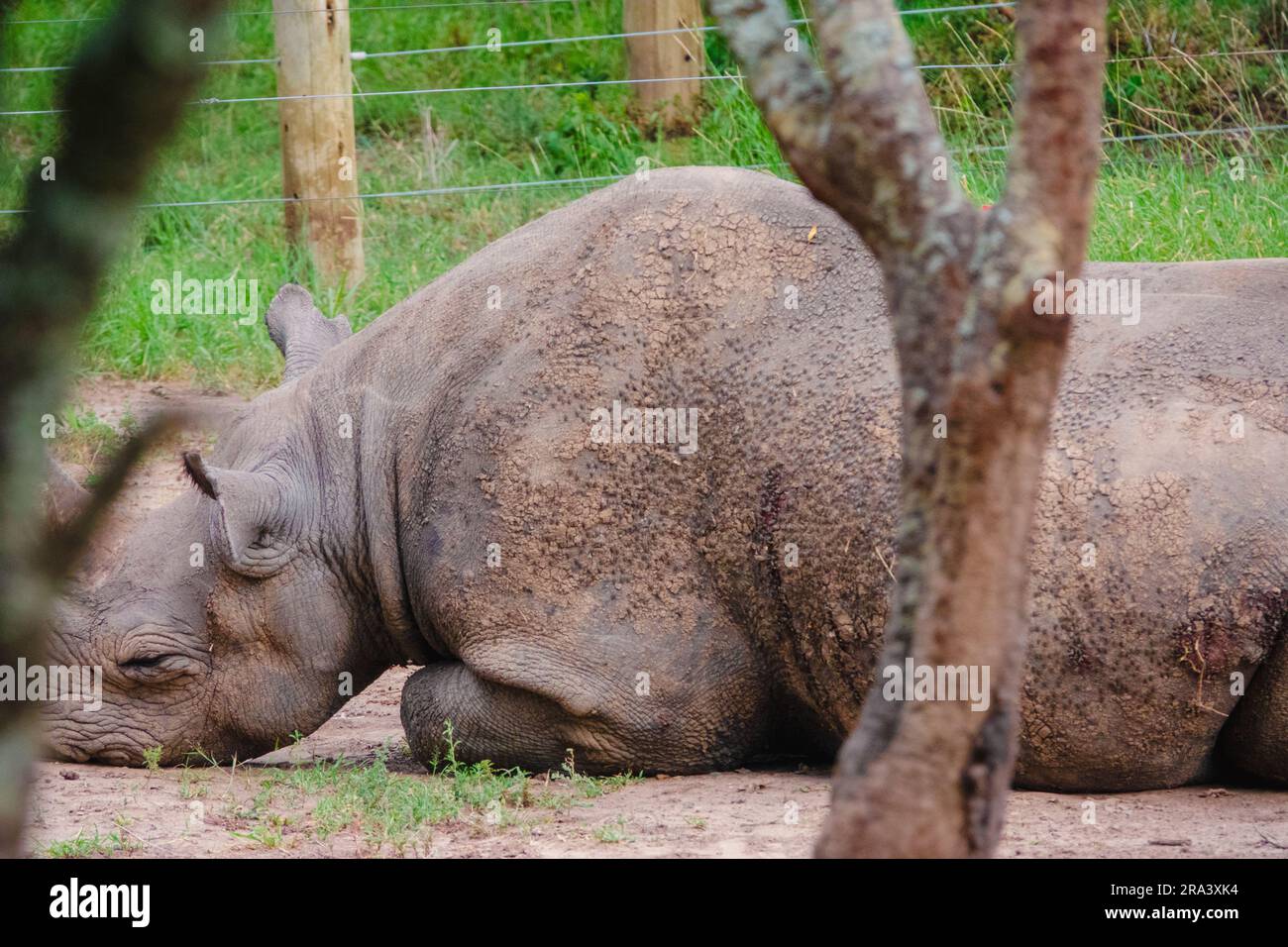 Baraka il rinoceronte nero cieco nell'Ol Pejeta Conservancy, Kenya Foto Stock