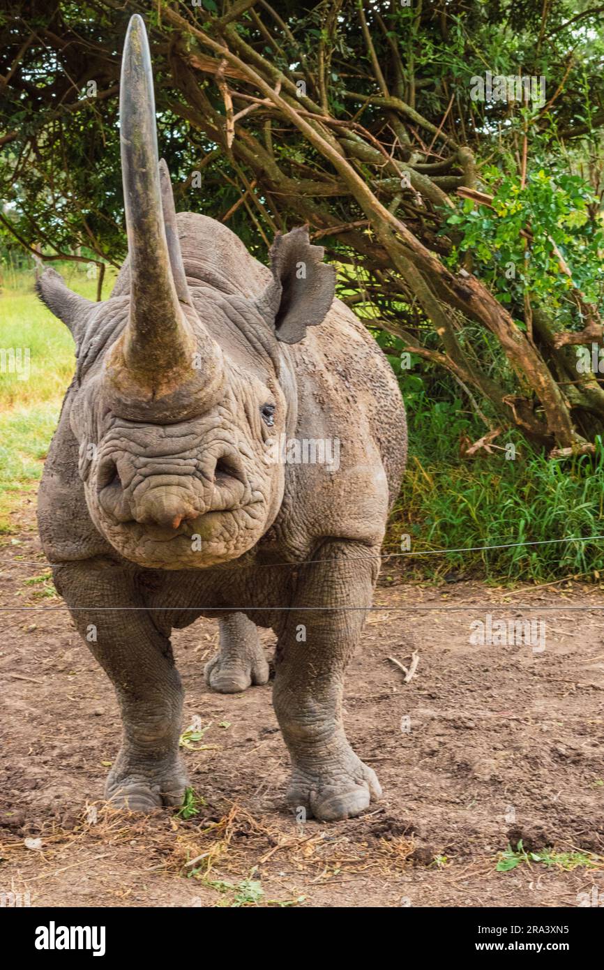 Baraka il rinoceronte nero cieco nell'Ol Pejeta Conservancy, Kenya Foto Stock