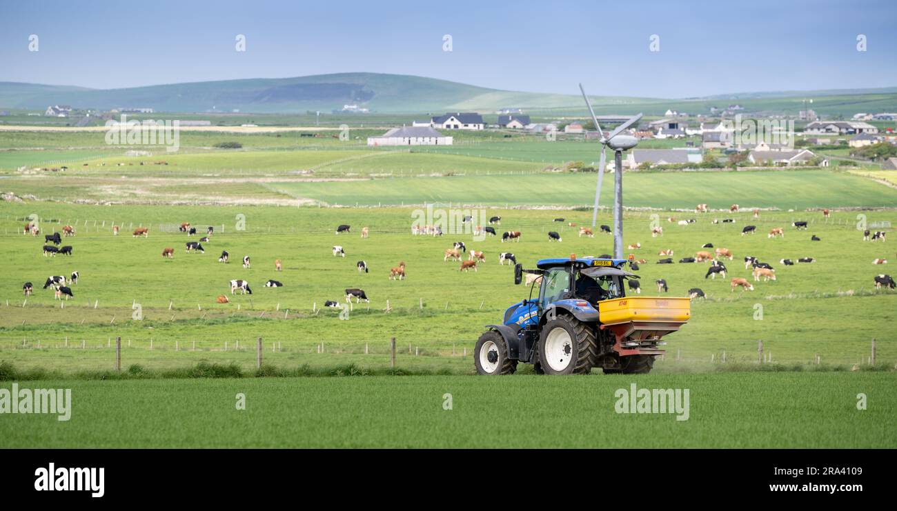 Agricoltore che applica fertilizzante in un campo delle Orcadi utilizzando un New Holland T6.145 e uno spanditore Teagle. Scozia, Regno Unito. Foto Stock