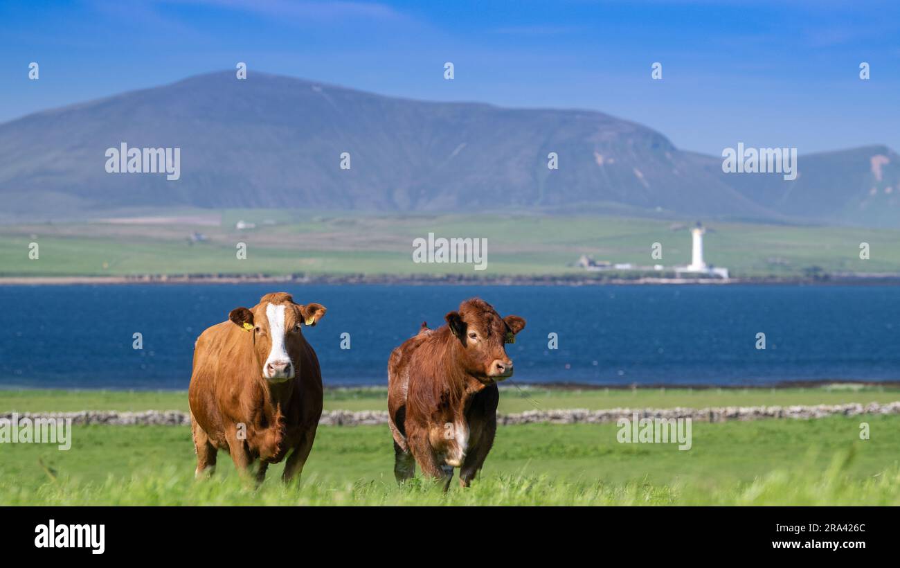 Mandria di bovini da latte pascolo sulle isole Orcadi con le colline di Hoy sullo sfondo. Scozia, Regno Unito. Foto Stock
