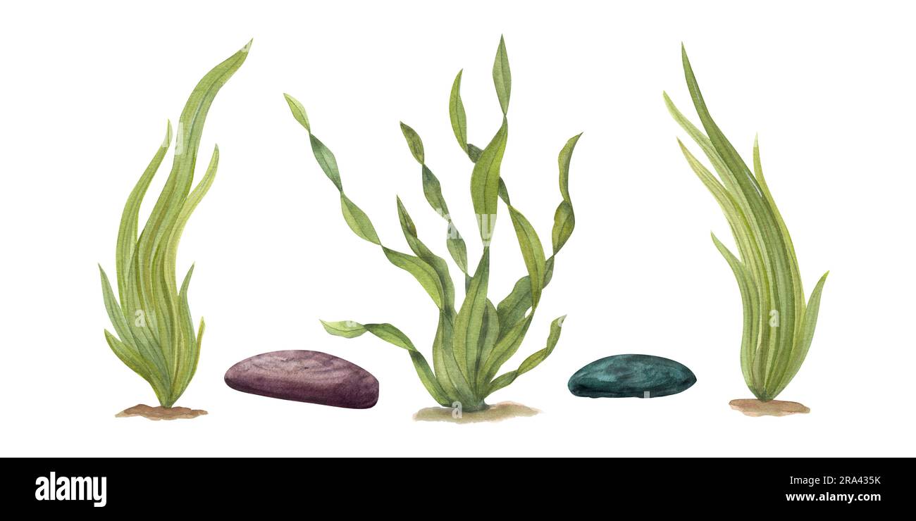 Illustrazione acquerello di erbacce marine, rocce sottomarine isolate su sfondo bianco. Perfetto per design, carte di credito, sfondo, souvenir, arredamento, banner Foto Stock