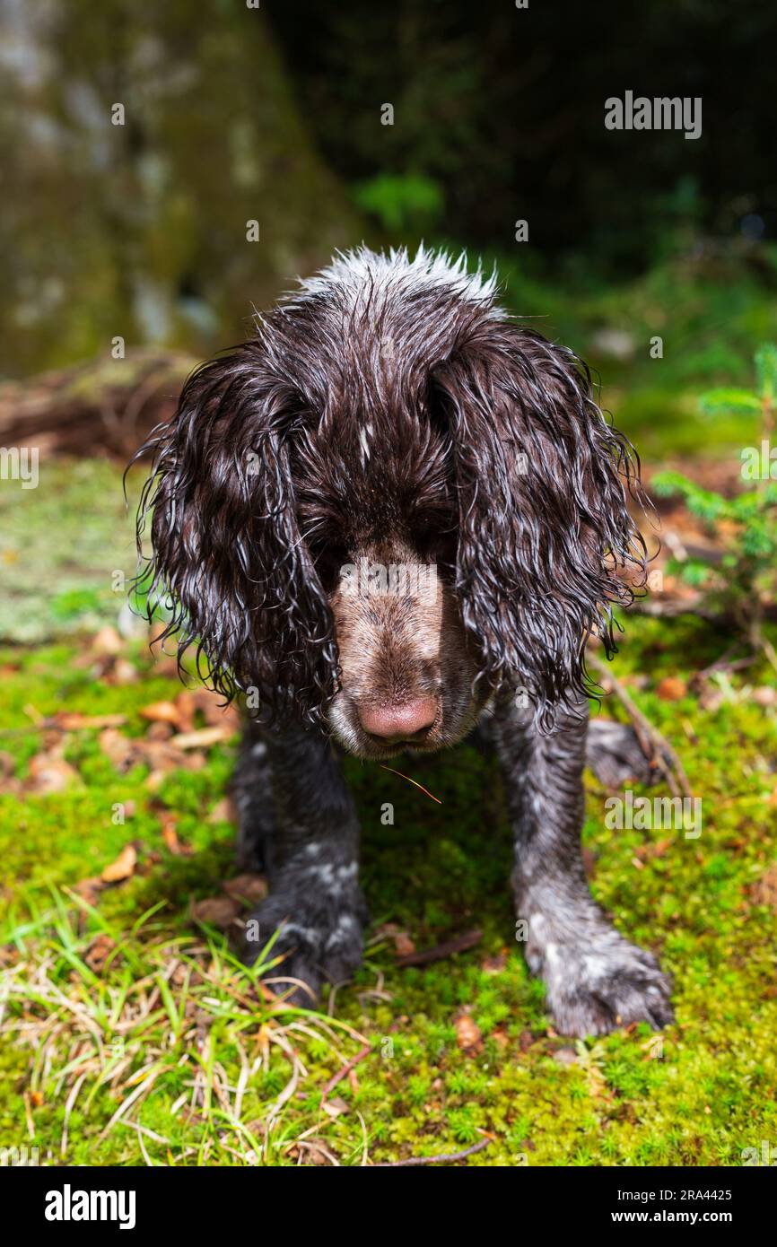 Un cucciolo nella foresta in Scozia Foto Stock